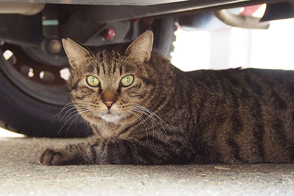 ボクケンカしないよシマヲ