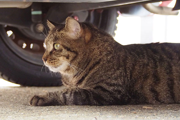 唸られて見てるシマヲ