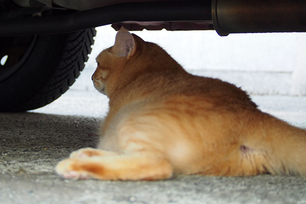 間に居続けるそらちゃん