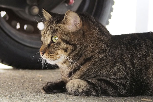 そら姉にゃんありがとシマヲ