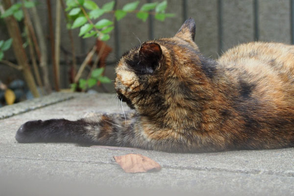 一旦無視のロミ