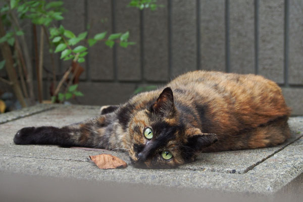 そしてまた見る　ロミ