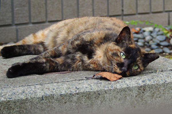 ぼぉ～とするロミ