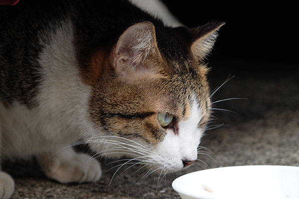 食べてもいいの　コルビ