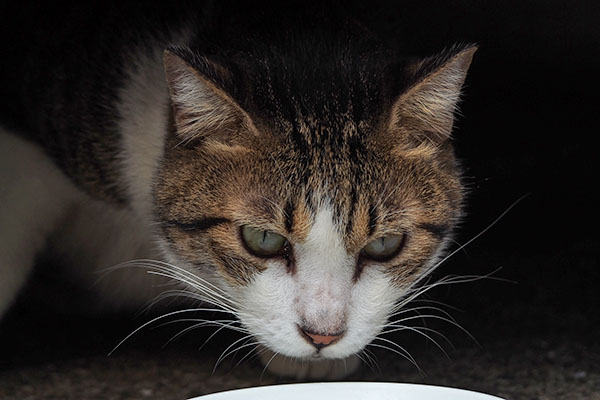 食べようかな　コルビ
