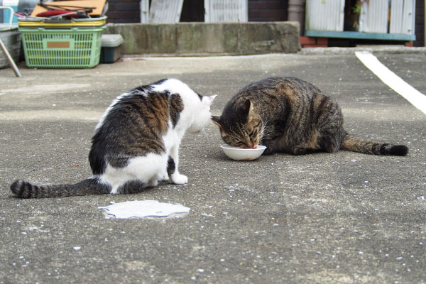 セイがシマヲのお皿を狙う