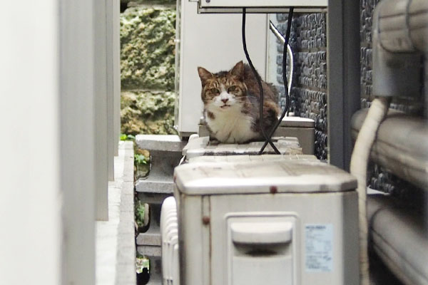 ９月のサーヤ　小さい