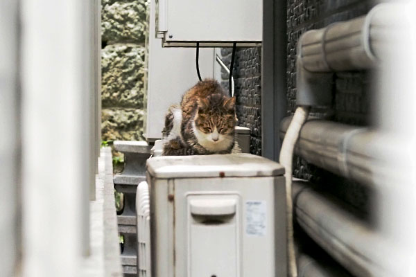 寝ていた サーヤ