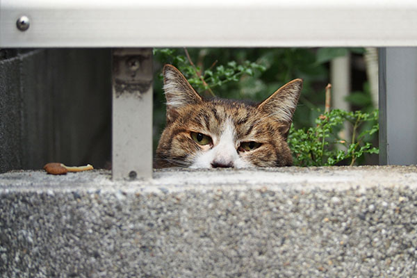 別のを所望 サーヤ