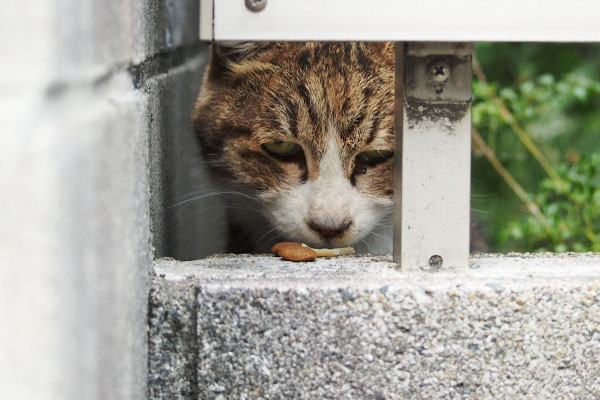 クリスピーキッスより サーヤ