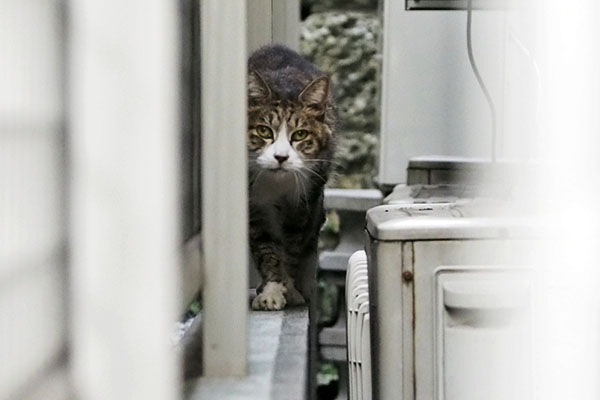 行くよ　サーヤ