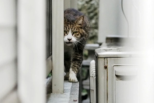 小さく鳴いて　サーヤ