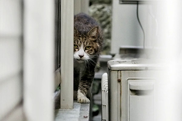 見てる　サーヤ