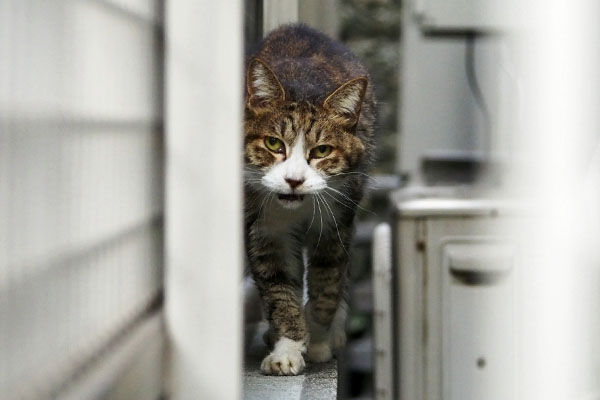 また鳴く　サーヤ