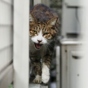 声が大きくなる　サーヤ