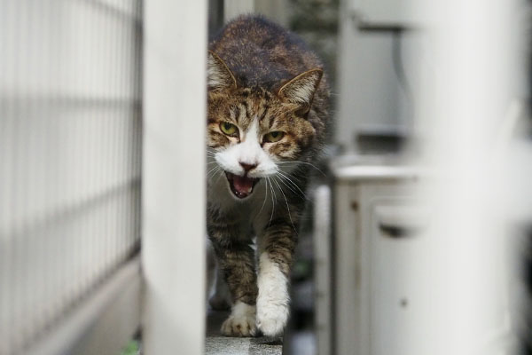 声が大きくなる　サーヤ