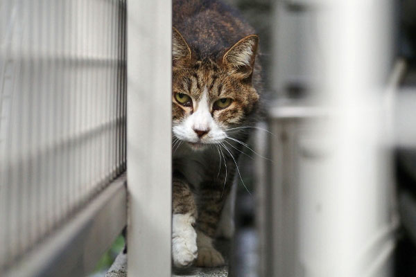 来たにゃね　サーヤ