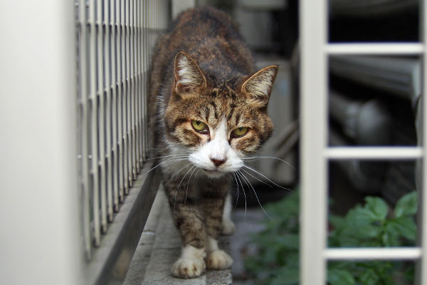 ごきげんよう　サーヤ