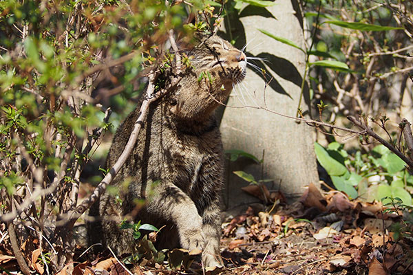 枝スリスリ アビ