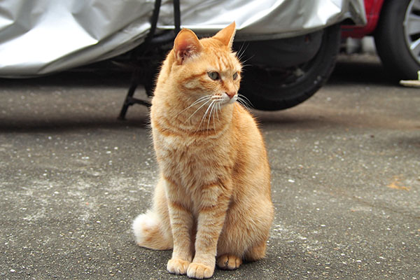 道路見る そらちゃん