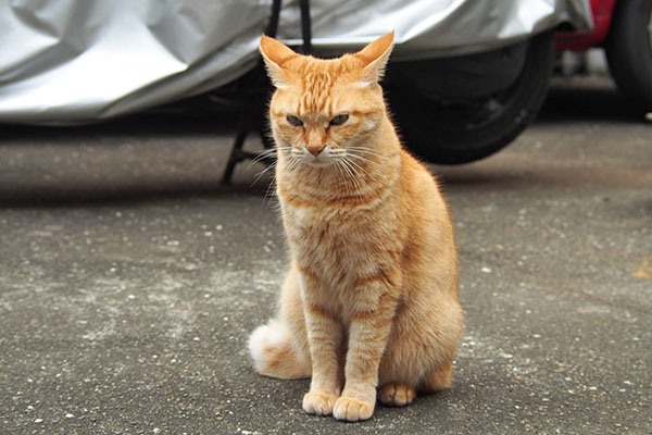 イカ耳 そらちゃん