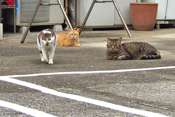 そらシマヲセイ