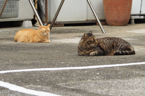 そらシマヲを見てる