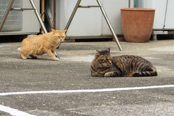 ゆっくり移動するそらちゃん