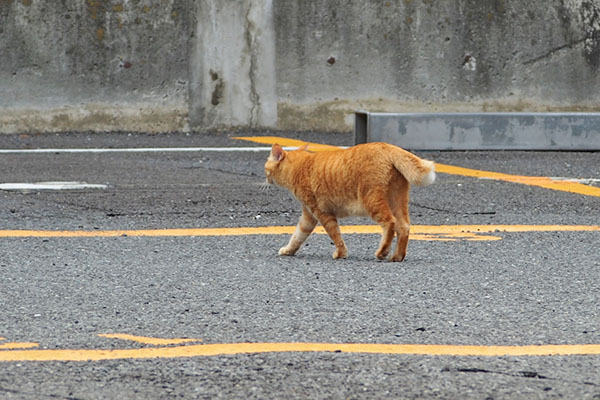 お散歩　そらちゃん