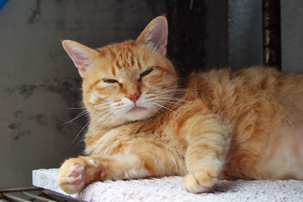 横になる そらちゃん