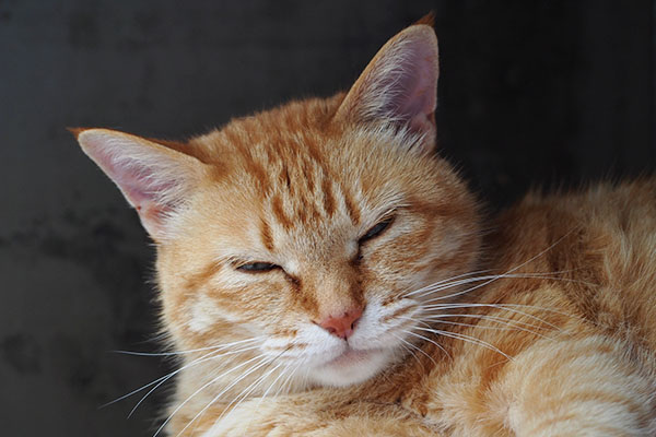 迷惑顔 そらちゃん