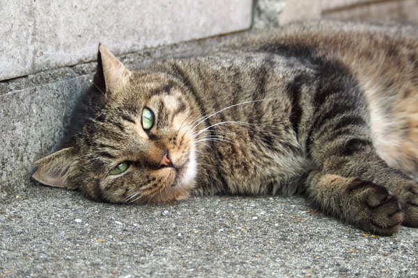 見つめるシマヲ