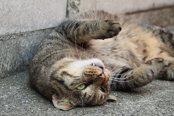 頭のてっぺん　シマヲ