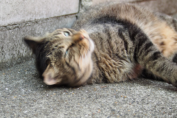 ぶるぶる　シマヲ