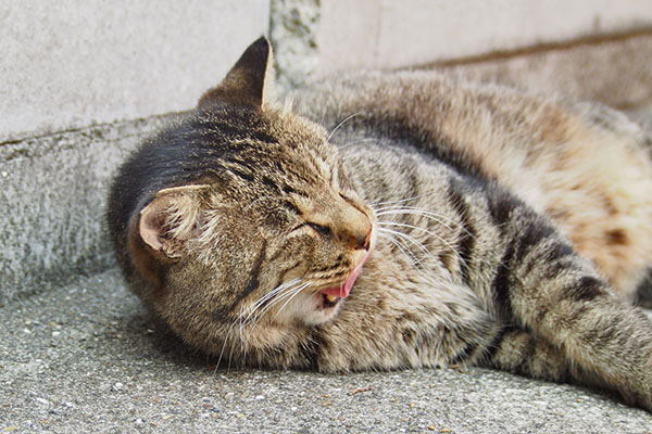 ぺろん　シマヲ