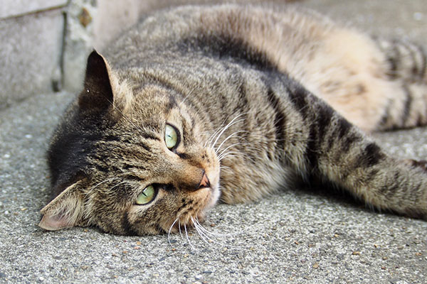 ぼけ～　シマヲ