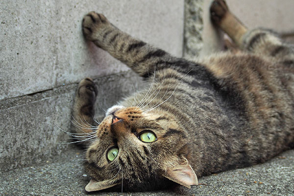 逆さまのまま見つめるシマヲ