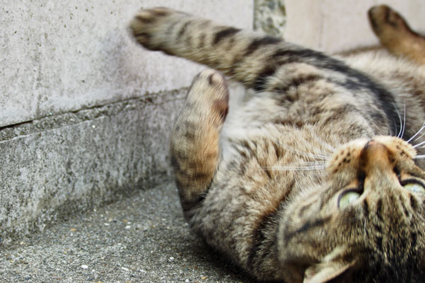 と～ぅ　シマヲ