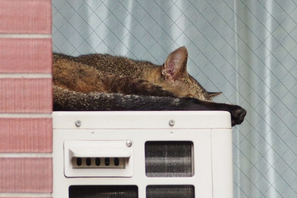 この柄はいない場所 アビ