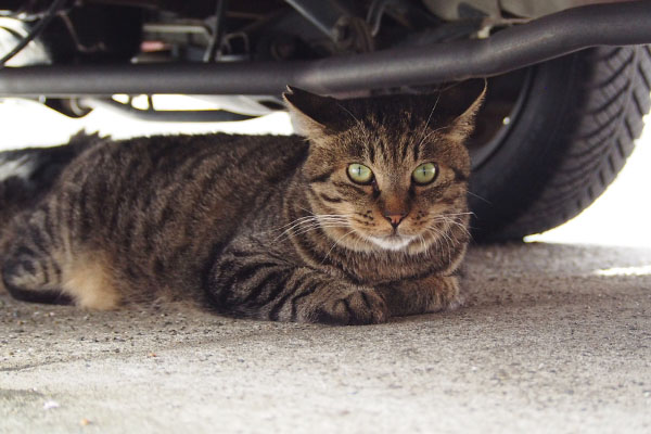 シマヲ　車の下