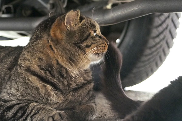 ひらり　シマヲ