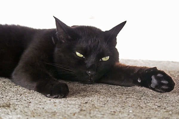 好きなだけどうぞ　モノタ