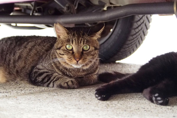 嬉しそうな　シマヲ