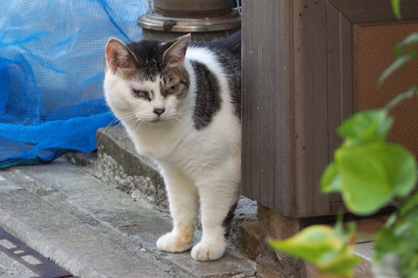 ケイ　にゅいん