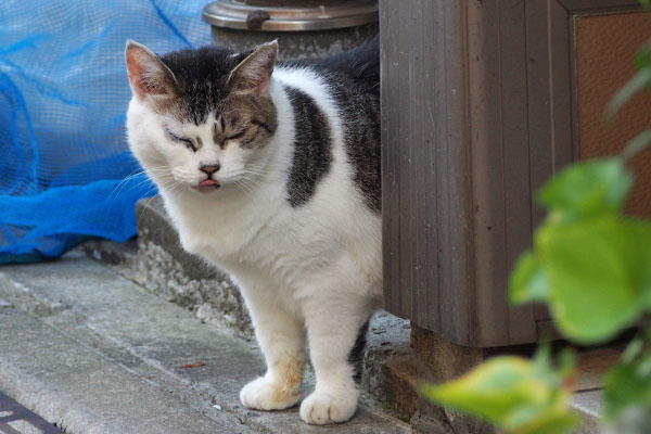 ケイ　ちょいぺろ