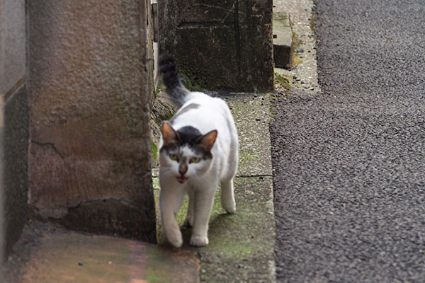 エッホエッホ　しろまる