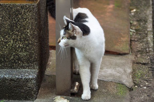 左確認　しろまる