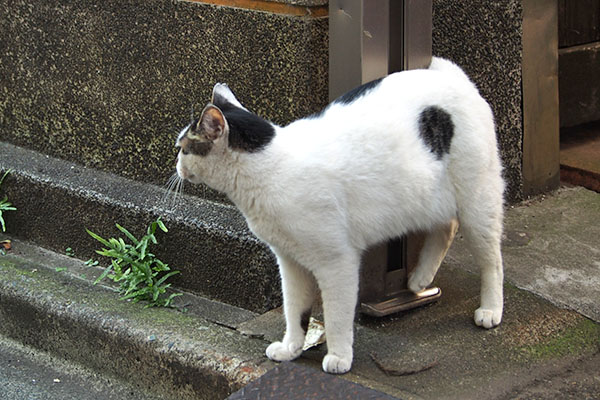 良い体型　しろまる