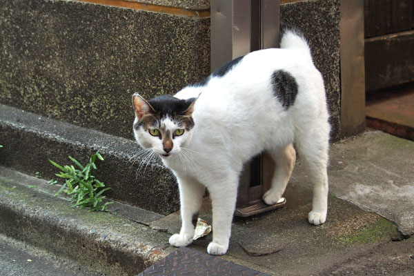 右確認　しろまる