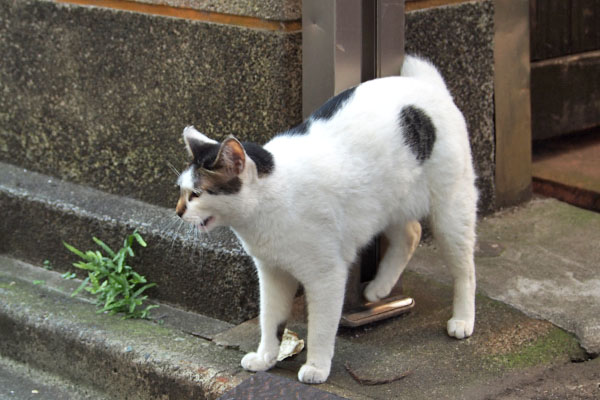 鳴く　しろまる